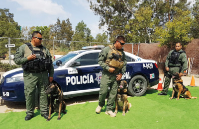 seguridad caninos