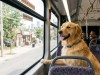 Viajes con animales de compañia